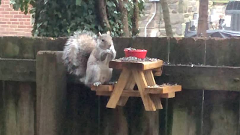 Man Builds Picnic Table For Squirrels And Inspires New Trend - LADbible