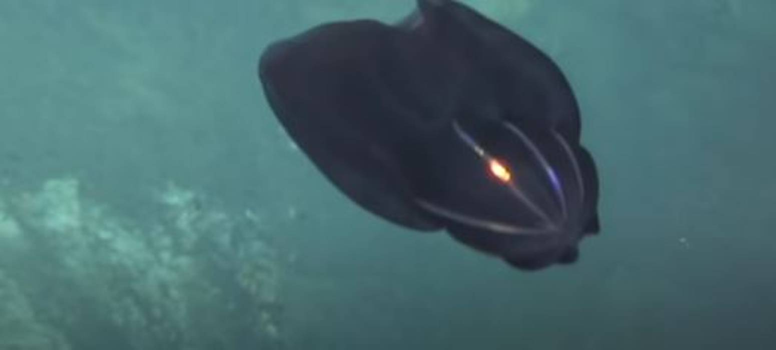 Creature Transforms Itself 3,700 Feet Deep In The Ocean