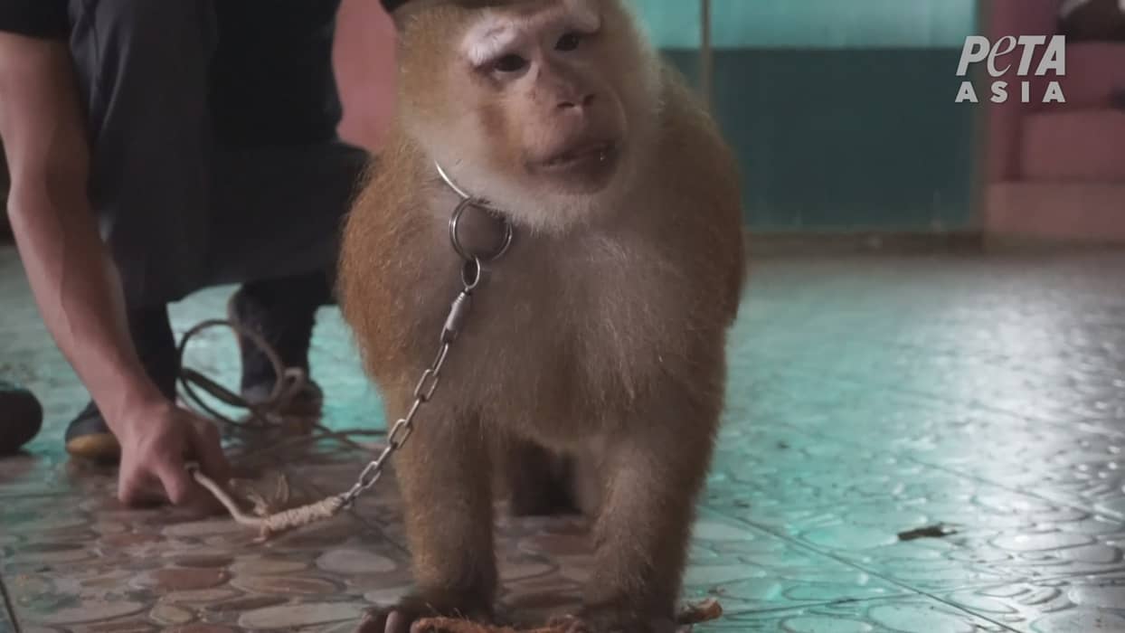 monkey pierde din greutate