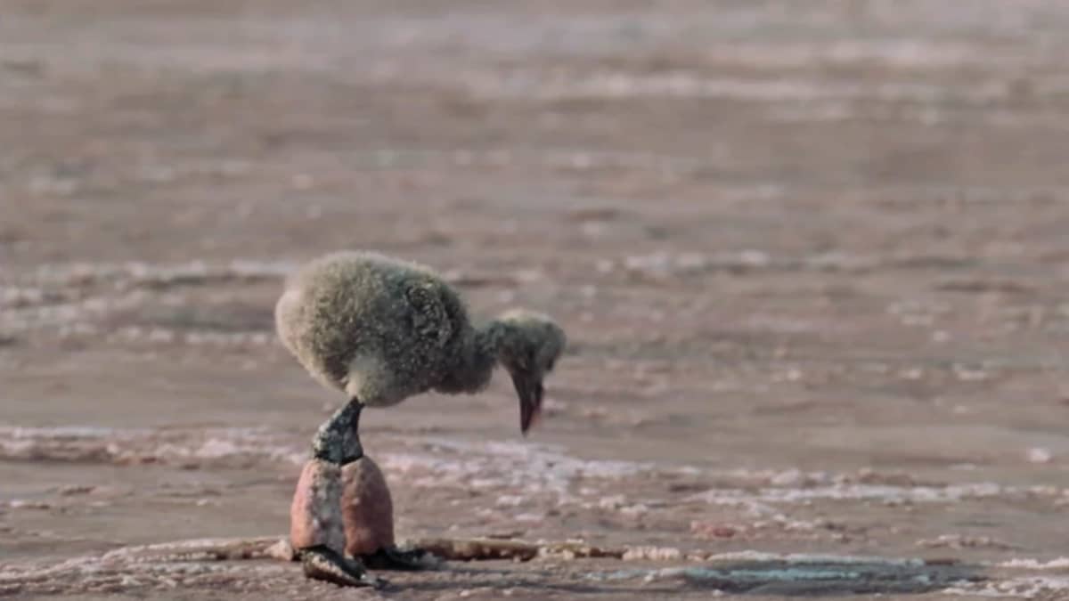 The Baby Flamingo Scene From Planet Is The Next Walrus Want To Skip - LADbible