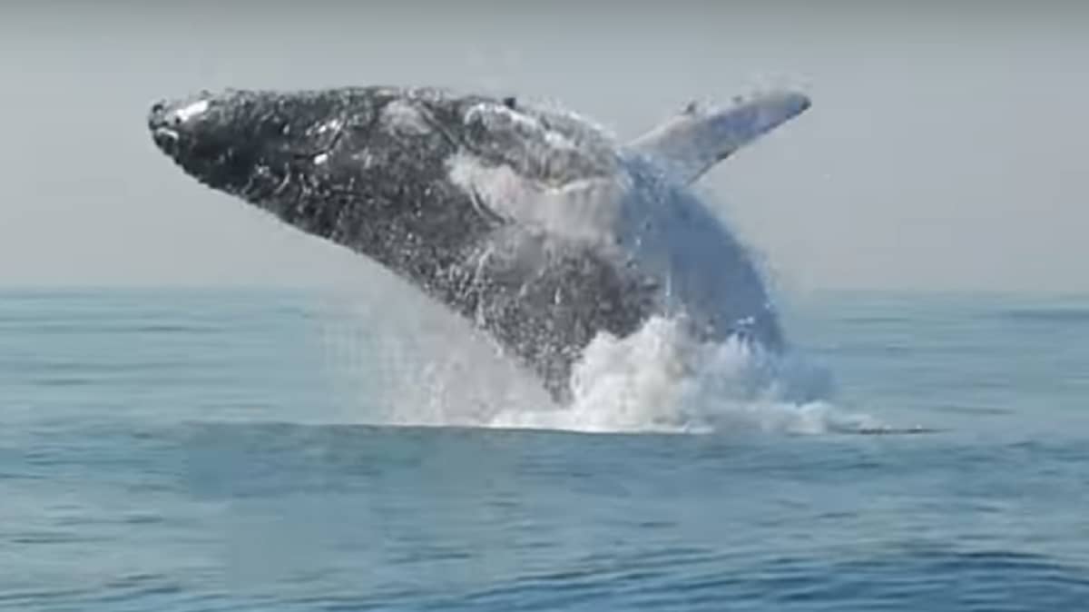 40-Tonne Whale Captured Jumping Out Of The Ocean Like A Dolphin - LADbible