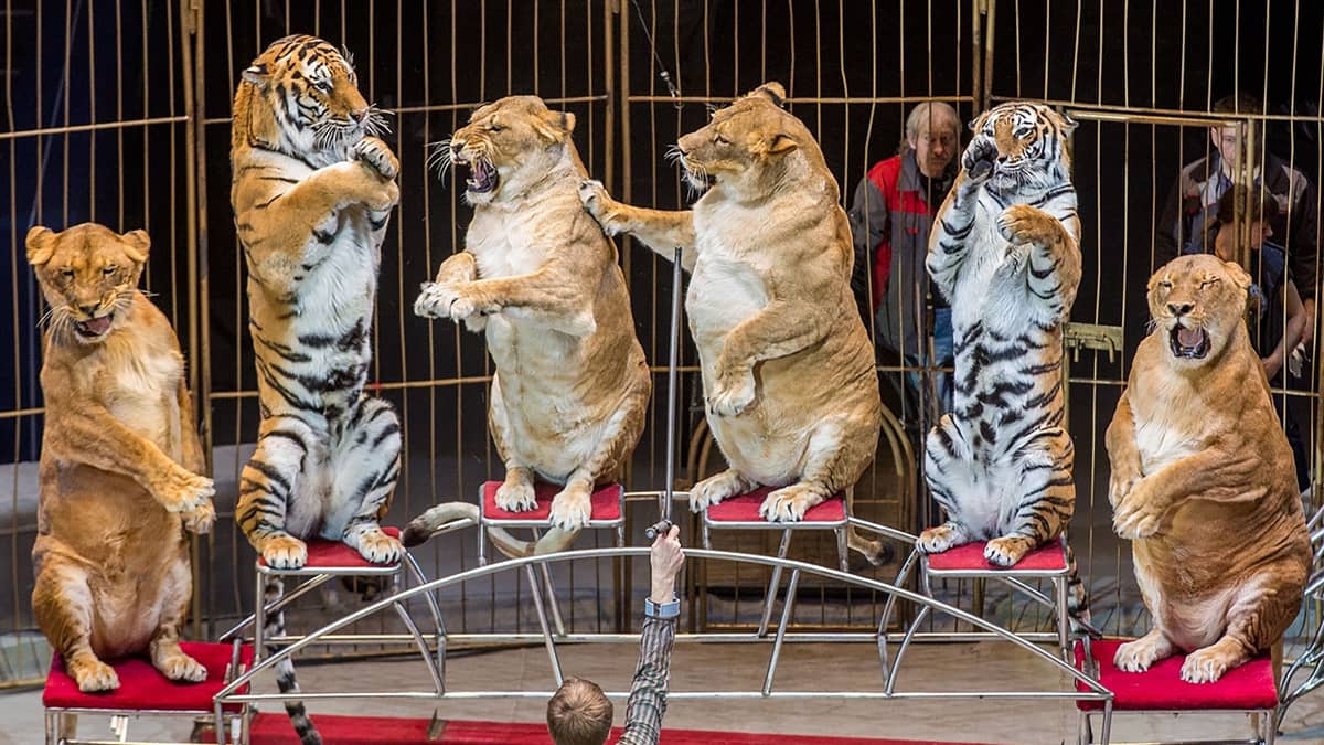 Row Emerges As 'Fat' Lions And Tigers Perform At Circus In Russia - LADbible