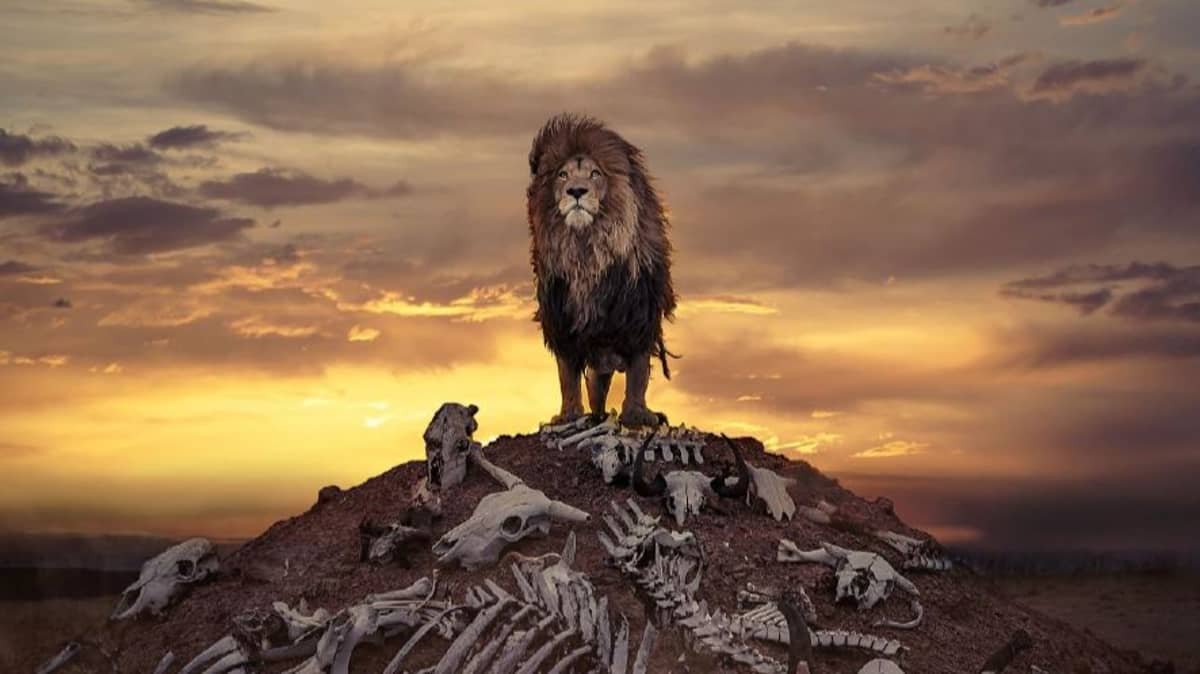 Incredible Photo Shows Proud Lion Standing On Hill Of Bones