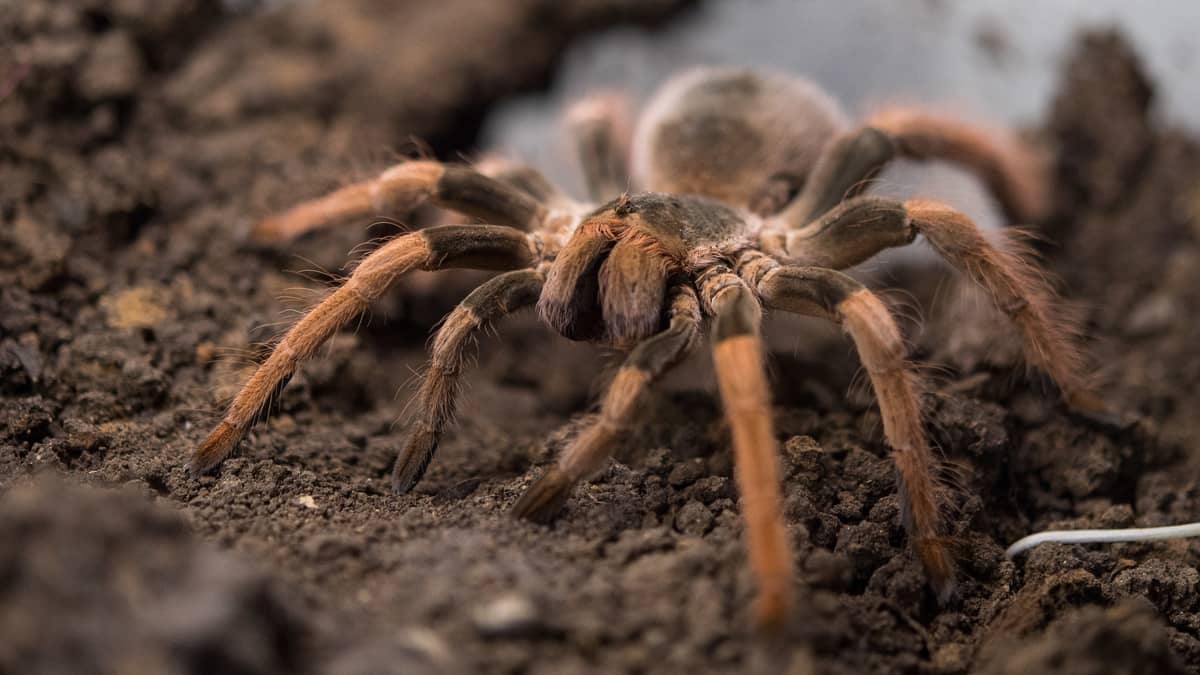 Spiders Have Tiny Paws And Now They're Kind Of LADbible