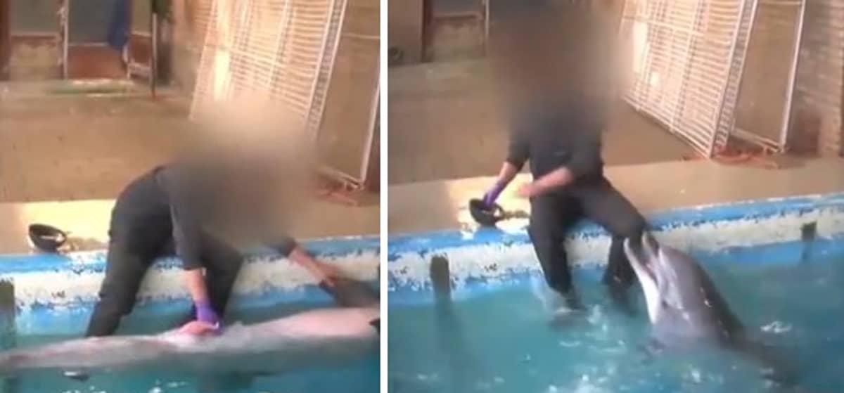 Overly Committed Aquarium Worker Wanks Off Dolphin As Part Of A 'Breed...