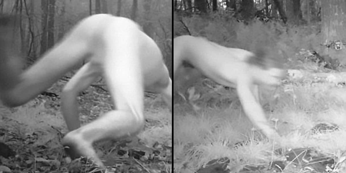 Cameras Catch Naked Man High On LSD Thinking He's A Tiger.