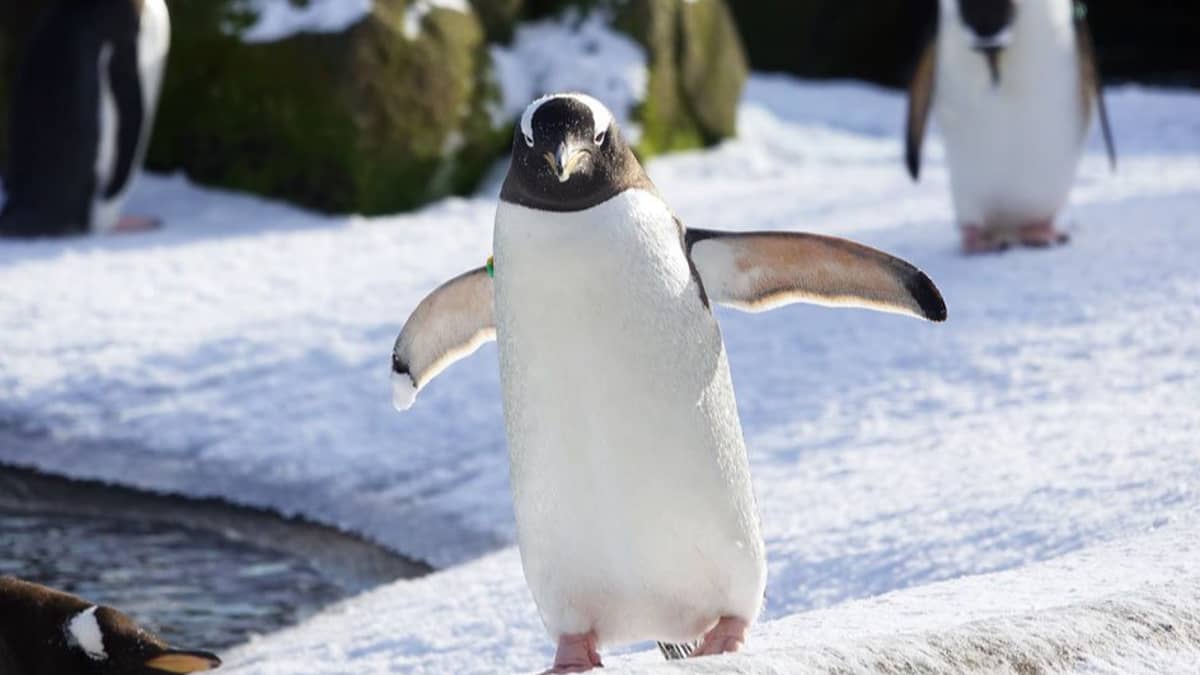 Penguins At Edinburgh Zoo Are Loving The Snow - LADbible