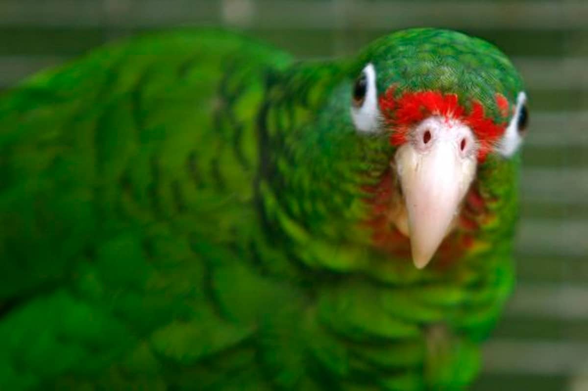 Parrot Exposes Man&#39;s Affair With Housemaid To His Wife - LADbible