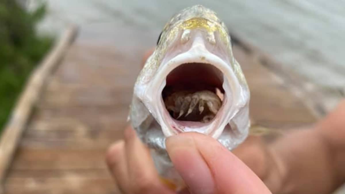 Tongue-Eating Parasite Detaches Fish's Tongue And Eats Its Mucus