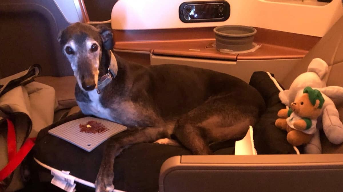 Il cane ottiene la business class su un volo da Sydney all’Italia