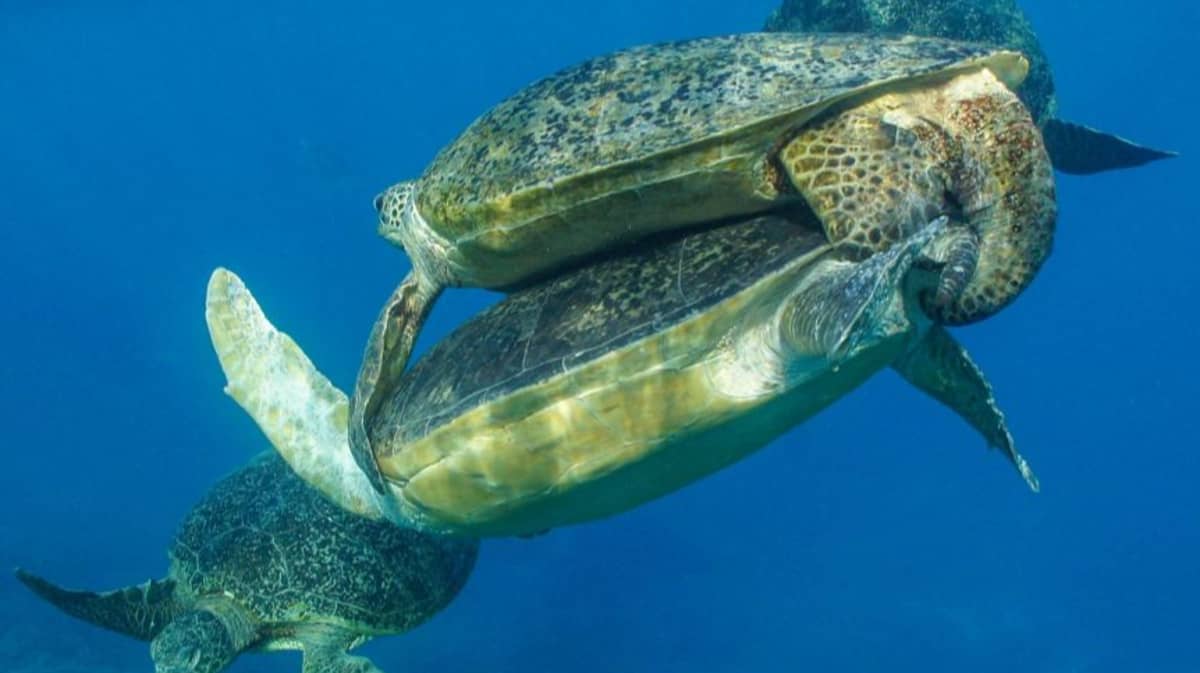 How often do turtles have sex