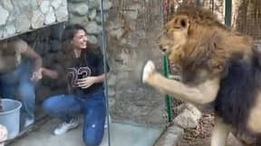 Zoo Slammed Over ‘Cruel’ Glass Box For Visitors That 'Agitates' Lion
