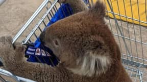 Shoppers Shocked To See Man Transporting Koala In Supermarket Trolley
