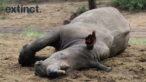 Biotech Startup Plans To Sell Fake Rhino Horns To Disrupt Poaching Market