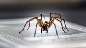 TikToker's Hack To Help Keep Spiders Away This Mating Season