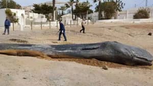Sperm Whale Found Dead In Spain Ingested 29 Kilos Of Plastic 