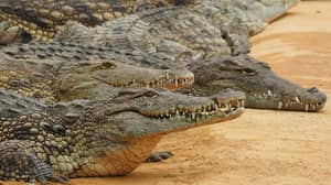 Hermès Buys 376 Acres Of Farmland In The Northern Territory For Huge Crocodile Farm