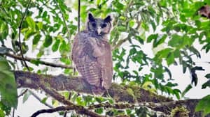 Giant Owl Unseen For 150 Years Spotted For The First Time