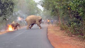 Disturbing Image Of Baby Elephant On Fire Wins Wildlife Photography Prize
