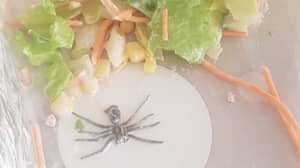 Mum Spots Giant Spider Lurking At The Bottom Of Daughter's Half-Eaten Salad