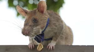 Heroic Mine-Sniffing Rat Magawa Passes Away 