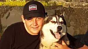 Family’s Beloved Husky To Be Put Down Following Death Of Guinea Pig And Chicken