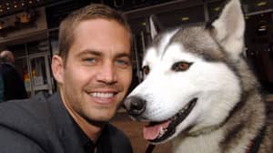 Paul Walker Would Have Turned 44 Today And His Charity Legacy Still Continues