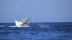 When Fish Fight Back: Captured Marlin Topples A Boat 