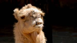 Dozens Of Camels Banned From Beauty Contest Over Botox Use