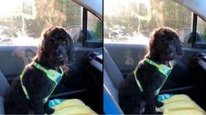 Dog With Steam Coming Off It Shows Why You Shouldn't Leave Your Four-Legged Friend In The Car