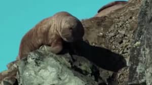 Viewers Are Being Broken By The Walrus Scene From Netflix's Our Planet
