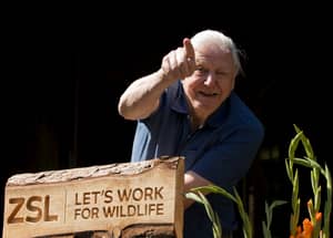 Sir David Attenborough Reminds Zoo Visitors To Be More Respectful