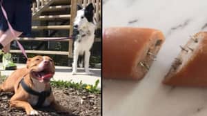 Dog Owner Makes Shocking Discovery In Her Back Yard