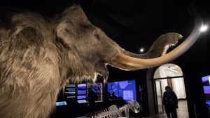Company With $15 Million Planning To Bring Mammoths Back To Life