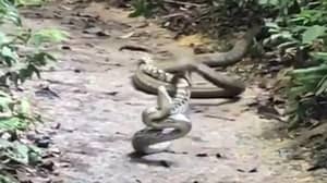 It's Curtains For A Python In A Single Bite After Picking A Fight With A King Cobra