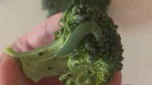 Man Goes Viral After Raising Seven 'Caterpillar Children' He Found On Tesco Broccoli 