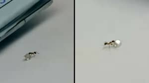 Footage Shows Tiny Ant Stealing Precious Diamond From Jewellery Shop