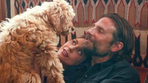 ​Bradley Cooper’s Dog Charlie Helps Win Him Win PETA ‘Oscat’ Award For A Star is Born