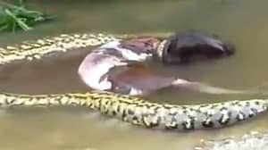 Giant Snake Filmed Throwing Up Whole Cow 