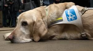 Caffe Nero Refuses To Give Water To A Blind Man's Guide Dog
