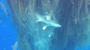 Huge 'Ghost Net' Of Trapped Sharks Found In Cayman Islands