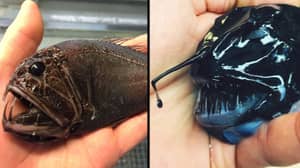 Deep Sea Fisherman Posts Pictures Of The Unbelievable Things He Catches
