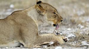 Lioness Adopted Baby Antelope After Her Own Cubs Were Killed