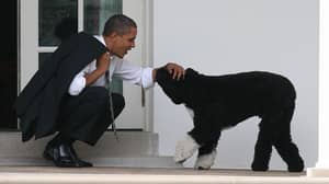 The Obamas' Beloved Pet Dog Bo Has Passed Away