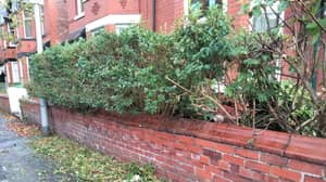 Residents Search For 'Phantom Bush Trimmer' Operating Under Cover Of Darkness