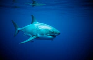 Australian Fisherman Films Himself Being 'Chased' By Huge Great White Shark