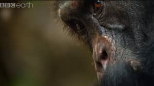 The Harrowing Story Of The  'Dynasties' Chimpanzee Tribe
