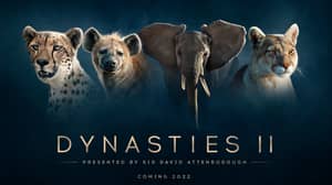 Sir David Attenborough's Dynasties Is Returning To BBC For Second Series