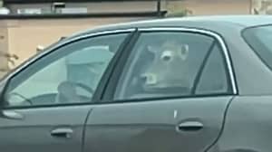 Cow Spotted In Back Of Car At McDonald's Drive Thru