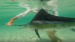 Fisherman Has Extremely Rare Encounter With Sailfish